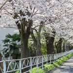 陶彩の径、桜並木、旧笠原鉄道の跡地、3月春の花、岐阜県多治見市の観光・撮影スポットの画像と写真