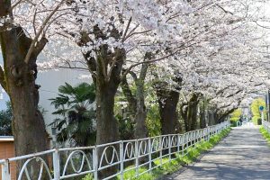 陶彩の径、桜並木、旧笠原鉄道の跡地、3月春の花、岐阜県多治見市の観光・撮影スポットの画像と写真