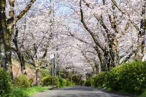 陶彩の径、桜並木、旧笠原鉄道の跡地、3月春の花、岐阜県多治見市の観光・撮影スポットの画像と写真
