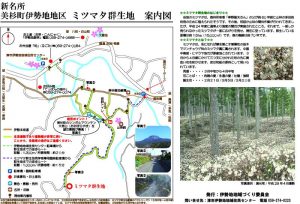 美杉ミツマタ群生地、3月春の花、三重県津市の観光・撮影スポットの画像と写真