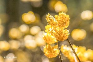 美杉ミツマタ群生地、3月春の花、三重県津市の観光・撮影スポットの画像と写真