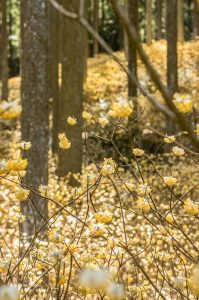美杉ミツマタ群生地、3月春の花、三重県津市の観光・撮影スポットの画像と写真