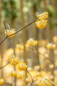 美杉ミツマタ群生地、3月春の花、三重県津市の観光・撮影スポットの画像と写真