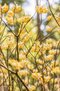 美杉ミツマタ群生地、3月春の花、三重県津市の観光・撮影スポットの画像と写真