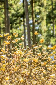 美杉ミツマタ群生地、3月春の花、三重県津市の観光・撮影スポットの画像と写真