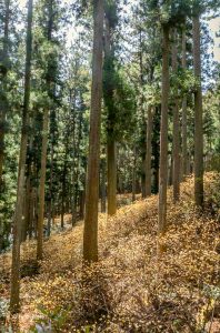 美杉ミツマタ群生地、3月春の花、三重県津市の観光・撮影スポットの画像と写真