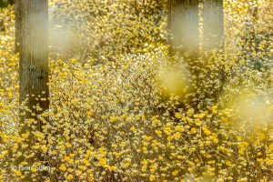 美杉ミツマタ群生地、3月春の花、三重県津市の観光・撮影スポットの画像と写真
