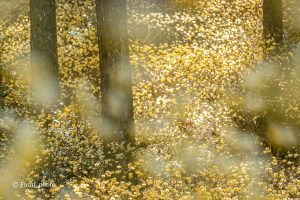 美杉ミツマタ群生地、3月春の花、三重県津市の観光・撮影スポットの画像と写真