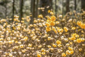 美杉ミツマタ群生地、3月春の花、三重県津市の観光・撮影スポットの画像と写真