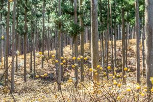 美杉ミツマタ群生地、3月春の花、三重県津市の観光・撮影スポットの画像と写真