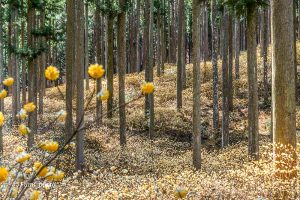 美杉ミツマタ群生地、3月春の花、三重県津市の観光・撮影スポットの画像と写真