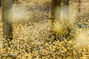 美杉ミツマタ群生地、3月春の花、三重県津市の観光・撮影スポットの画像と写真
