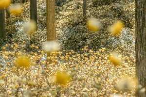 美杉ミツマタ群生地、3月春の花、三重県津市の観光・撮影スポットの画像と写真