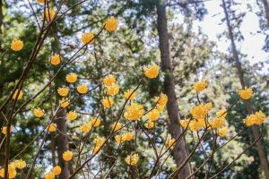 美杉ミツマタ群生地、3月春の花、三重県津市の観光・撮影スポットの画像と写真