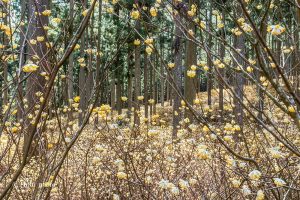 美杉ミツマタ群生地、3月春の花、三重県津市の観光・撮影スポットの画像と写真