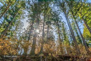 美杉ミツマタ群生地、3月春の花、三重県津市の観光・撮影スポットの画像と写真