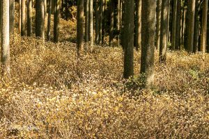 美杉ミツマタ群生地、3月春の花、三重県津市の観光・撮影スポットの画像と写真