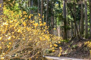 美杉ミツマタ群生地、3月春の花、三重県津市の観光・撮影スポットの画像と写真