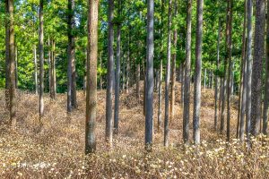美杉ミツマタ群生地、3月春の花、三重県津市の観光・撮影スポットの画像と写真