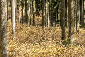 美杉ミツマタ群生地、3月春の花、三重県津市の観光・撮影スポットの画像と写真