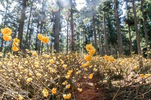 美杉ミツマタ群生地、3月春の花、三重県津市の観光・撮影スポットの画像と写真