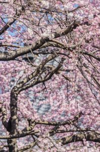 長誓寺、しだれ桜、3月春の花、愛知県一宮市の観光・撮影スポットの画像と写真
