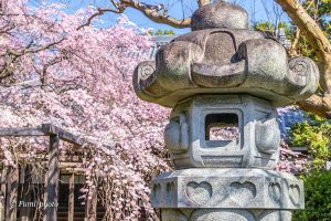 長誓寺、しだれ桜、3月春の花、愛知県一宮市の観光・撮影スポットの画像と写真