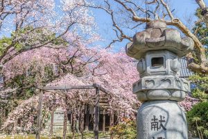 長誓寺、しだれ桜、3月春の花、愛知県一宮市の観光・撮影スポットの画像と写真