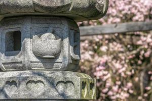 長誓寺、しだれ桜、3月春の花、愛知県一宮市の観光・撮影スポットの画像と写真