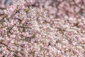 長誓寺、しだれ桜、3月春の花、愛知県一宮市の観光・撮影スポットの画像と写真