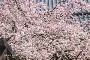 長誓寺、しだれ桜、3月春の花、愛知県一宮市の観光・撮影スポットの画像と写真