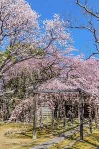 長誓寺、しだれ桜、3月春の花、愛知県一宮市の観光・撮影スポットの画像と写真