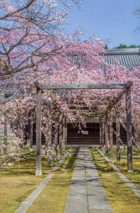 長誓寺、しだれ桜、3月春の花、愛知県一宮市の観光・撮影スポットの画像と写真