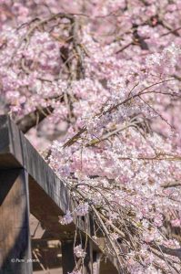 長誓寺、しだれ桜、3月春の花、愛知県一宮市の観光・撮影スポットの画像と写真