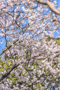 長誓寺、しだれ桜、3月春の花、愛知県一宮市の観光・撮影スポットの画像と写真