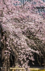 長誓寺、しだれ桜、3月春の花、愛知県一宮市の観光・撮影スポットの画像と写真