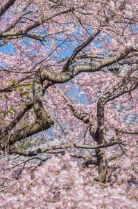 長誓寺、しだれ桜、3月春の花、愛知県一宮市の観光・撮影スポットの画像と写真