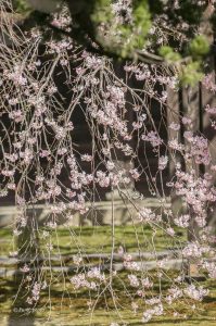 長誓寺、しだれ桜、3月春の花、愛知県一宮市の観光・撮影スポットの画像と写真
