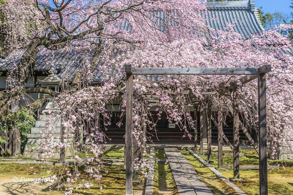 長誓寺、しだれ桜、3月春の花、愛知県一宮市の観光・撮影スポットの画像と写真