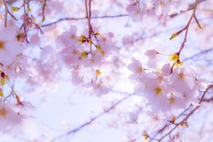 和良川の桜並木、梨の木公園、4月の春の花、岐阜県郡上市の観光・撮影スポットの画像と写真