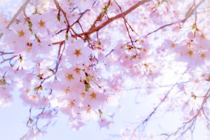 和良川の桜並木（方須の桜並木道）、梨の木公園、4月の春の花、岐阜県郡上市の観光・撮影スポットの画像と写真