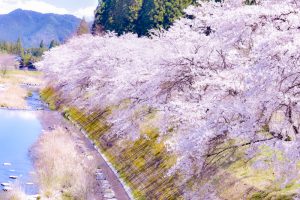 和良川の桜並木（方須の桜並木道）、梨の木公園、4月の春の花、岐阜県郡上市の観光・撮影スポットの画像と写真