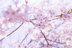 和良川の桜並木（方須の桜並木道）、梨の木公園、4月の春の花、岐阜県郡上市の観光・撮影スポットの画像と写真