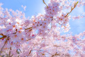 和良川の桜並木（方須の桜並木道）、梨の木公園、4月の春の花、岐阜県郡上市の観光・撮影スポットの画像と写真