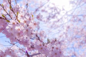 和良川の桜並木（方須の桜並木道）、梨の木公園、4月の春の花、岐阜県郡上市の観光・撮影スポットの画像と写真