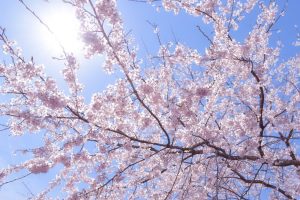 和良川の桜並木（方須の桜並木道）、梨の木公園、4月の春の花、岐阜県郡上市の観光・撮影スポットの画像と写真