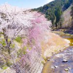 和良川の桜並木（方須の桜並木道）、梨の木公園、4月の春の花、岐阜県郡上市の観光・撮影スポットの画像と写真