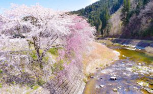 和良川の桜並木（方須の桜並木道）、梨の木公園、4月の春の花、岐阜県郡上市の観光・撮影スポットの画像と写真