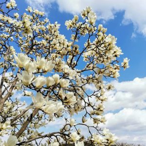 フローラルガーデンよさみ、モクレン、4月春の花、愛知県刈谷市の観光・撮影スポットの画像と写真
