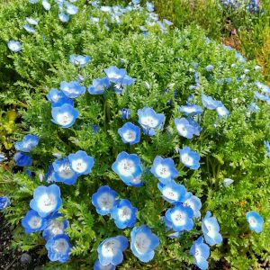 フローラルガーデンよさみ、ネモフィラ、4月春の花、愛知県刈谷市の観光・撮影スポットの画像と写真